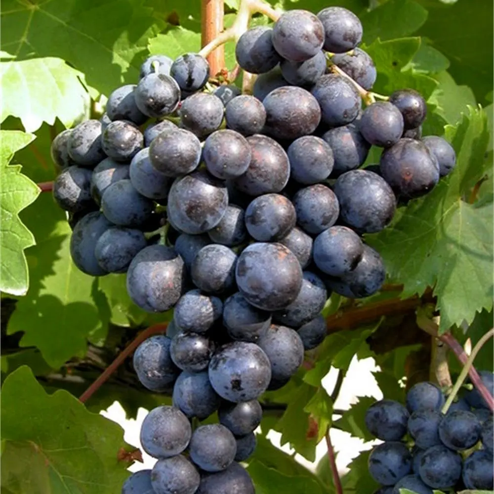 Uva Congelada